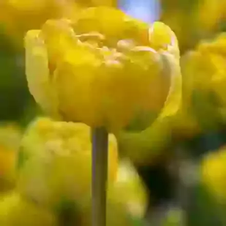 Yellow Pomponnet